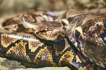 Reticulated python curled up © Gudellaphoto