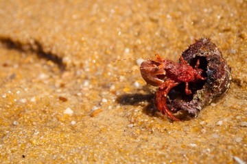 Hermit crab