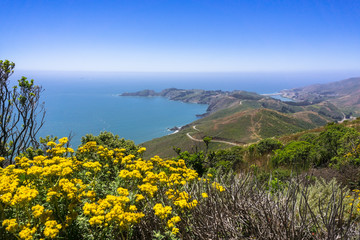 Fototapeta na wymiar Golden Yarrow (Eriophyllum confertiflorum) wildflowers blooming on the hills of Marin Headlands; the Pacific Ocean coastline in the background; north San Francisco bay area, California