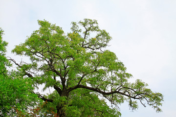 Chinese scholar tree in the park