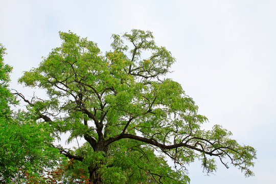 Chinese Scholar Tree In The Park