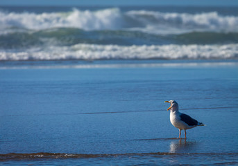 Squawking sea gull on the beach