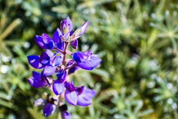 Close up of purple Silver lupine (Lupinus albifrons) wildflowers blooming in Marin Headlands, north San Francisco bay area, California