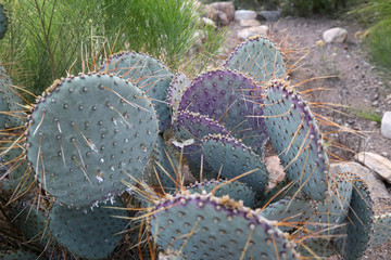 Desert Cactus 