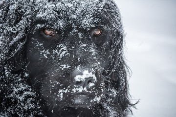 Bear, the Newfoundland dog, makes various expressions and gets covered in snow in a snowstorm