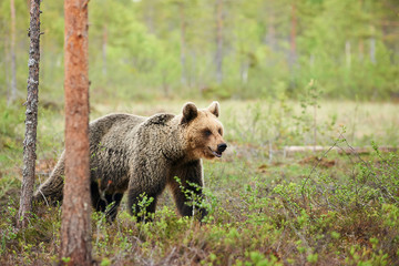 Brown bear walking in the finnish taiga.