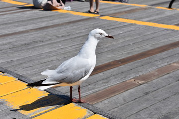 Seagull on Boardwalk