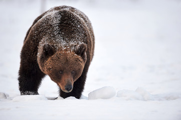 Brown bear in the snow