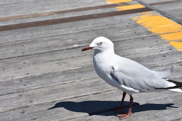 Seagull on Boardwalk