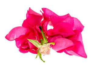 Pink rose petals on white background