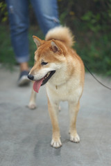 Naklejka na ściany i meble Brown color Shiba inu dog standing on the concrete floor