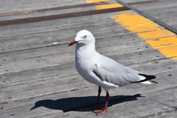 Seagull on Boardwalk
