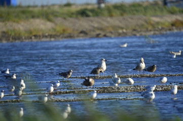 A beautiful bird in wetlands