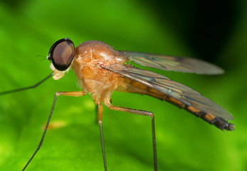 Macro Photo of Orange Robber Fly on Green Leaf