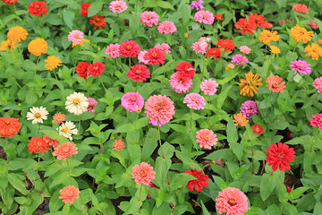 Colorful of zinnia flower in the garden