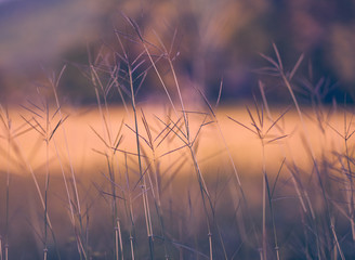 Beautiful Abstract Grass flowers in wind with soft focus add vintage color style for background..This picture is soft focus and is blurry blurred.