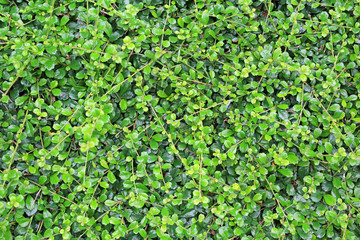Green leaves wall background. Decorative leaf texture.