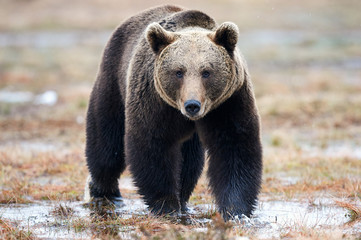 Obraz na płótnie Canvas Brown bear in the taiga