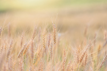 Beautiful landscape of Barley field at sunset time