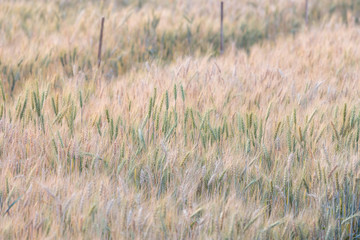 Beautiful landscape of Barley field at sunset time