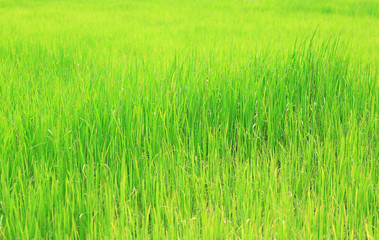 Close-up young green paddy fields background.