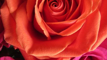 Naklejka premium Red Rose