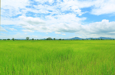 Landscape view young green paddy fields with sky and mountains