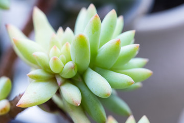 succulent plant closeup