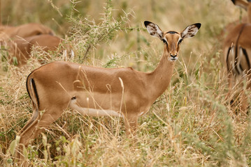 Young female impala, Aepyceros melampus
