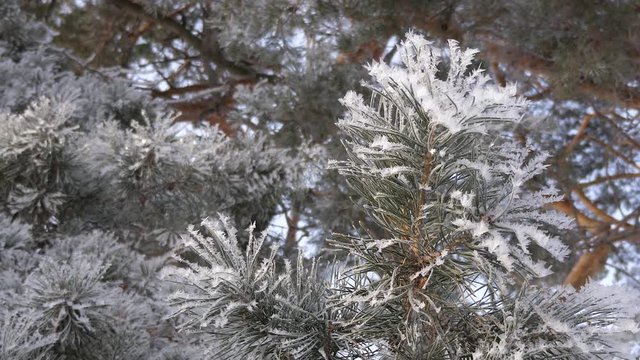 in winter park severe frost. green spruce needles covered with hoarfrost. close-up