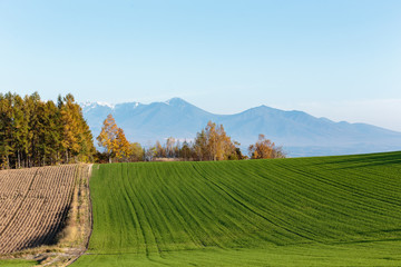 北海道美瑛の風景
