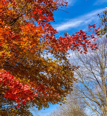 fall colorful tree with blue sky