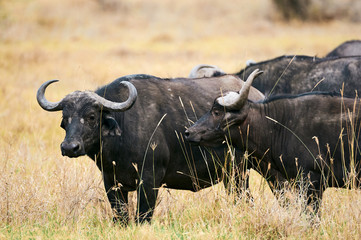 African buffalo (Syncerus caffer).