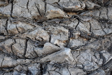 Bark Detail