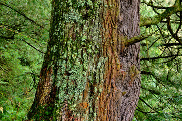 parque nacional lagunas de zempoala estado de mèxico