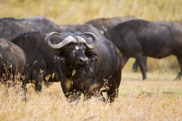 Obraz premium African buffalo (Syncerus caffer).