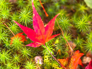 Colorful maple leaf in the park when autumn season.