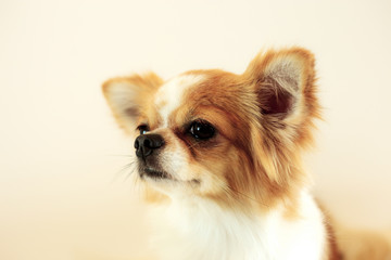 Dog with gray background.