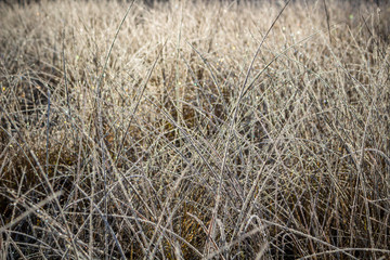 Obraz premium Dry grass covered with frost on a frosty morning, cold snap