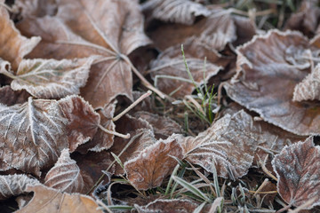 dried leaves covered with hoarfrost on ground