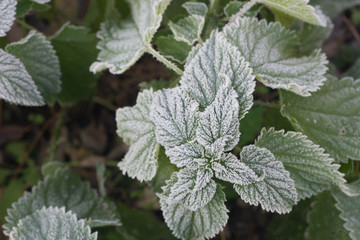Stinging nettle (Urtica dioica) green leaves covered with hoarfrost