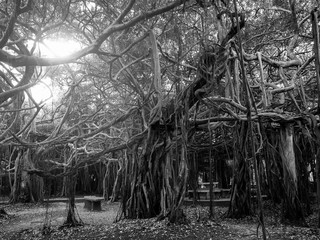 Banyan tree in  black and white mode