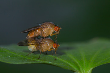 close up fruit flies mating on green leaf