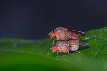 close up fruit flies mating on green leaf /lateral view
