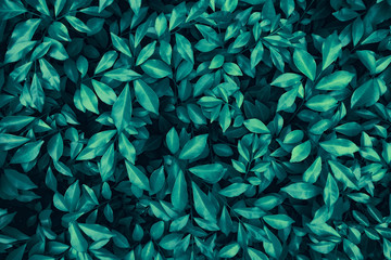 Naklejka na ściany i meble green leaves texture, nature background