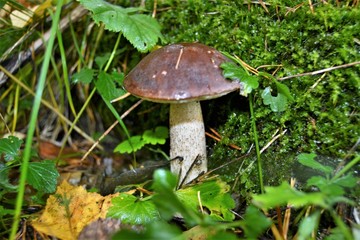 mushroom in forest