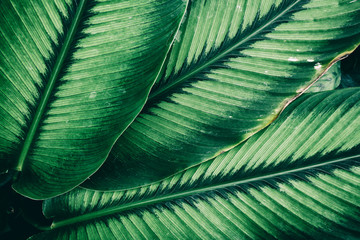 close up of tropical leaf texture, nature background