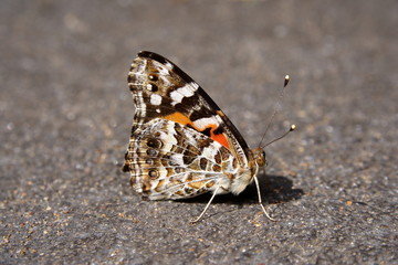 Butterfly - Painted Lady