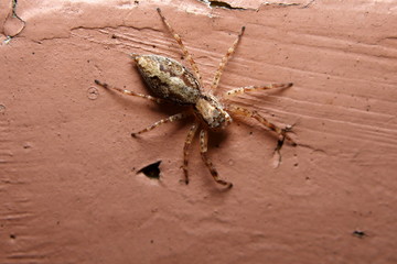 Long Jumping Spider