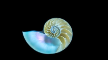 Obraz premium オウムガイ